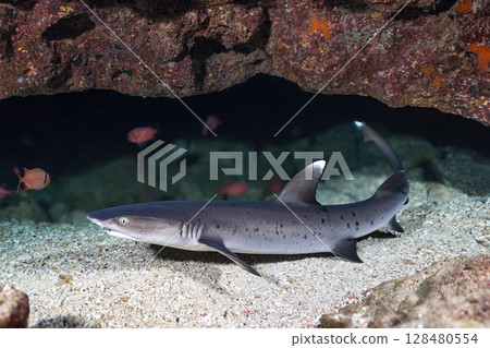 Nemuribuka Nemuribuka 128480554