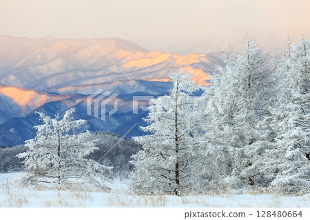冬山上的樹上覆蓋著雪 冬山上的樹上覆蓋著雪 128480664