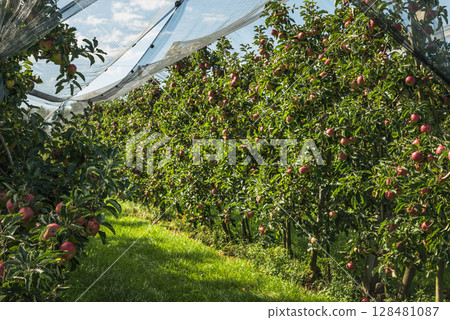 Rows of apple trees with ripe red apples (Malus domestica) in an orchard  128481087