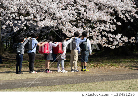 小學生在櫻花下拍照留念 小學生在櫻花下拍照留念 128481256