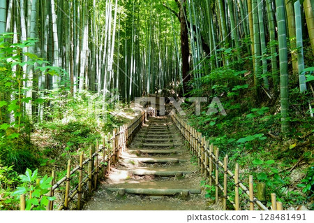 Summer sunlight filtering through the bamboo forest at Hiyodori-zaka in Sakura City, Chiba Prefecture Ver4 128481491