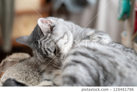 Sabatra cat, a cat that grooms hair Sabatra cat, a cat that grooms hair 128481786