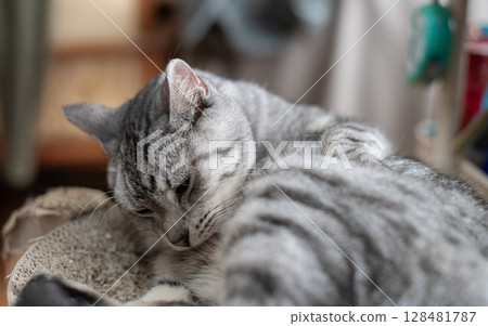 Sabatra cat, a cat that grooms hair Sabatra cat, a cat that grooms hair 128481787