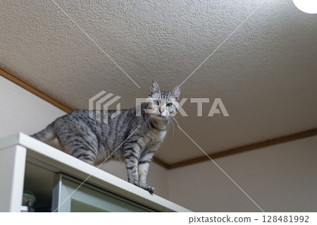Cat climbing on the furniture - Brown tabby cat 128481992