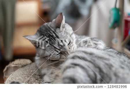 Sabatra cat, a cat that grooms hair 128481996