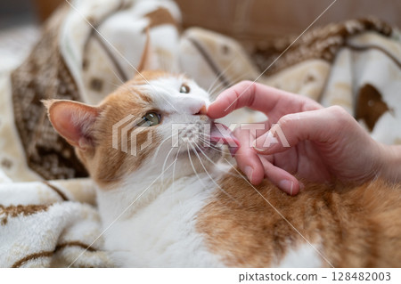 Stroking a cat, brown tabby white Stroking a cat, brown tabby white 128482003
