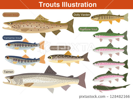 鱒魚魚圖 鱒魚魚圖 128482166