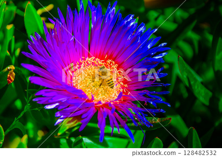 Purple Flower Bee Purple Flower Bee 128482532