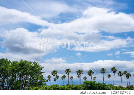 藍天、棕櫚樹和夏日的雲彩 藍天、棕櫚樹和夏日的雲彩 128482762