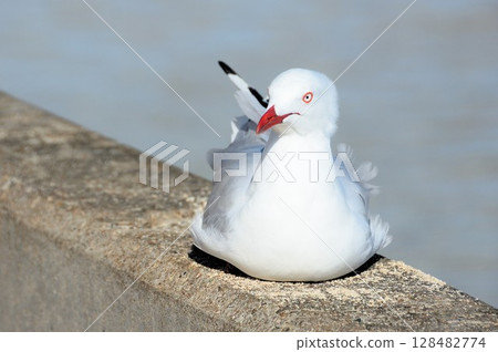 海鷗棲息在碼頭上 128482774