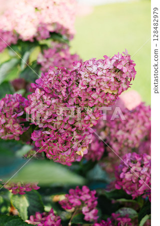 Pink Panicle Hydrangea Fraise Melba Blossoming Pink Panicle Hydrangea Fraise Melba Blossoming 128482979