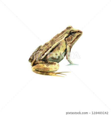 Green forest frog. Watercolor hand-drawn illustration isolated on white 128483142