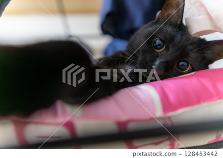 Black cat  128483442