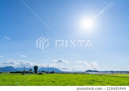 Rural landscape with blue sky and rice, sunny summer day Rural landscape with blue sky and rice, sunny summer day 128483444