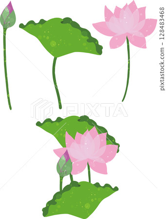 蓮花、花蕾和葉子的插圖素材 128483468