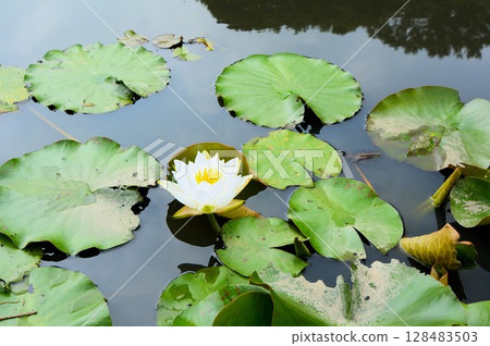 White water lily flower 128483503