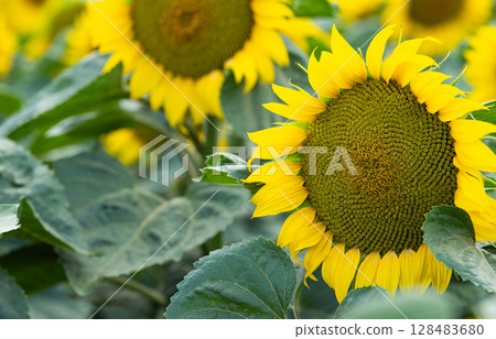 sunflower blooming in a field 128483680