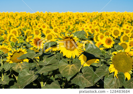 sunflower blooming in a field 128483684
