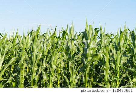 green corn growing green corn growing 128483691