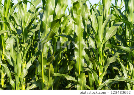 green corn growing green corn growing 128483692