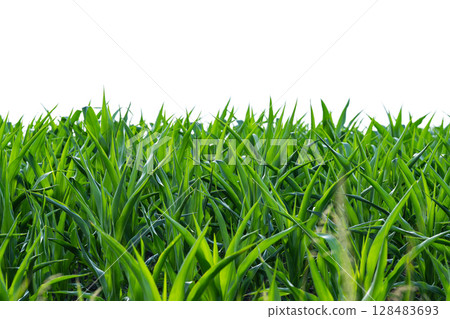 green corn growing 128483693