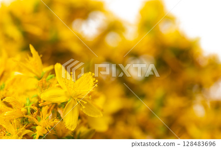 St. John's wort flowers 128483696