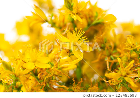 St. John's wort flowers 128483698