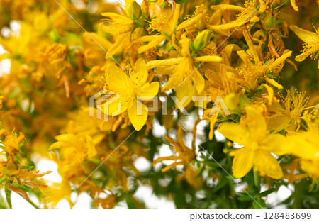 St. John's wort flowers St. John's wort flowers 128483699