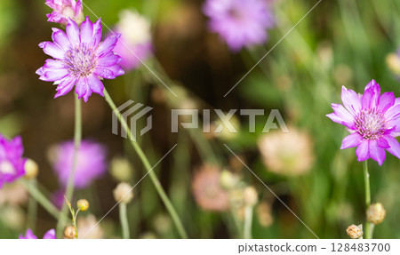 dried flowers in the meadow dried flowers in the meadow 128483700