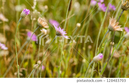 dried flowers in the meadow dried flowers in the meadow 128483703