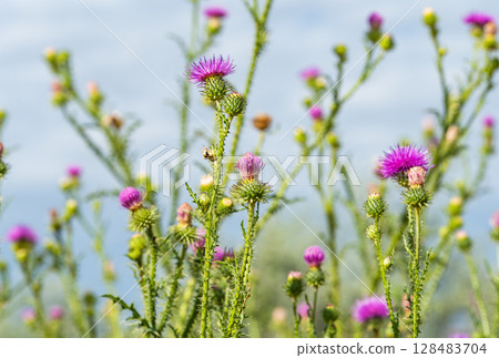 burdock flowers in a meadow burdock flowers in a meadow 128483704