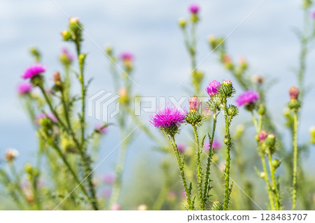 burdock flowers in a meadow burdock flowers in a meadow 128483707