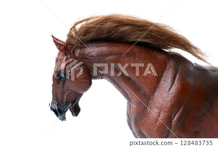 horse isolated 128483735