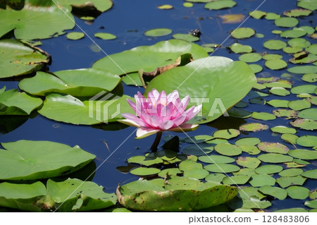 木屋村睡蓮 木屋村睡蓮 128483806