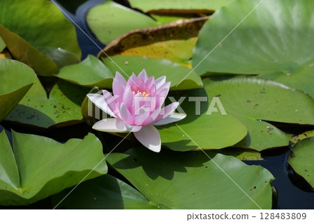 Log Village Water Lilies 128483809