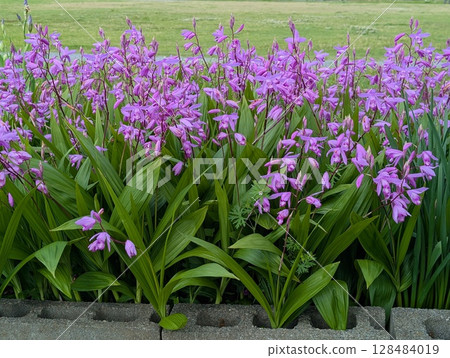 Pink iris flowers blooming in the park in spring 128484019