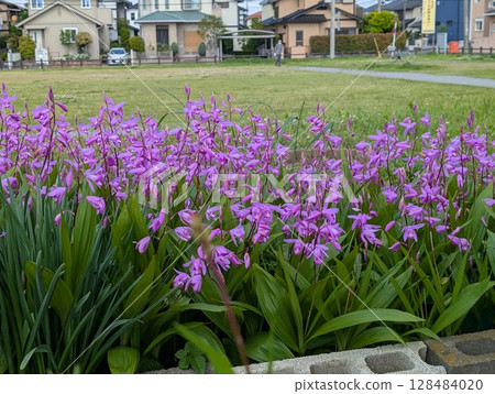 Pink iris flowers blooming in the park in spring 128484020