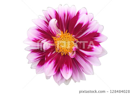 Pink Dahlia Macro Nature PNG Transparent Background. 128484028