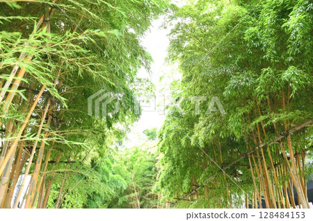 Bamboo forest between buildings 128484153