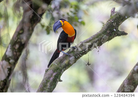 Ariel toucan in atlantic forest brazil Ariel toucan in atlantic forest brazil 128484394