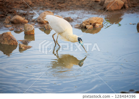 Caped heron in pantanal, brazil 128484396