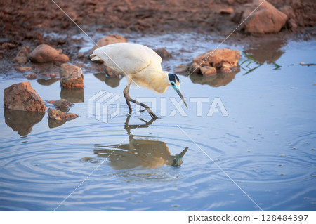 Caped heron in pantanal, brazil Caped heron in pantanal, brazil 128484397