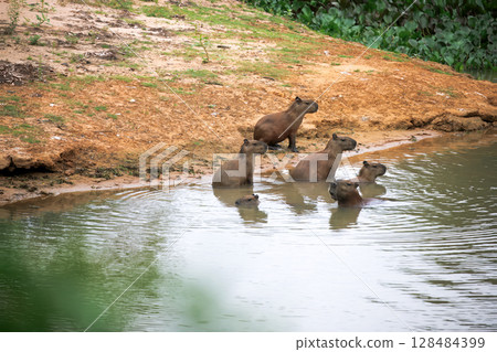 Capybaras in pantanal brazil 22 128484399