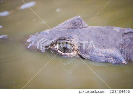 Caiman yacare in brazil 128484406