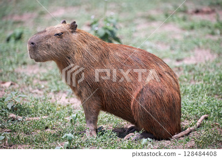Capybara in pantanal brazil 23 Capybara in pantanal brazil 23 128484408