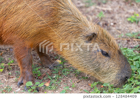 Capybara in pantanal brazil 25 128484409