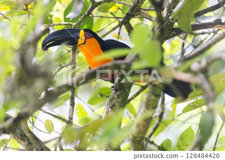 Ariel toucan in atlantic forest brazil 128484420