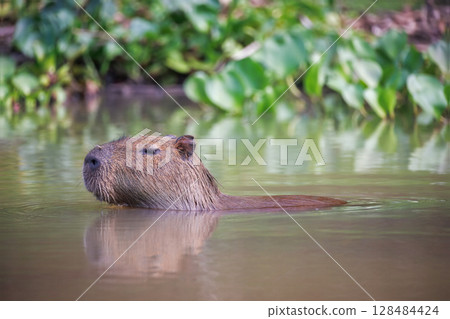 Capybara in pantanal national park Capybara in pantanal national park 128484424