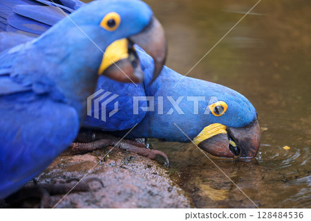 hyacinth macaws in brazil 128484536