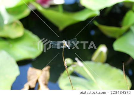 Dragonfly of Marutamura Dragonfly of Marutamura 128484573